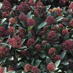 SKIMMIA japonica 'Rubella' - SKIMMIA japonais