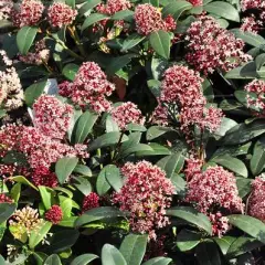 SKIMMIA japonica 'Rubella' - SKIMMIA japonais