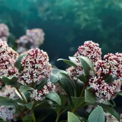 SKIMMIA japonica 'Rubella' - SKIMMIA japonais