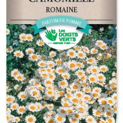 CAMOMILLE Romaine - FRAIS DE PORT OFFERT Graines potagères