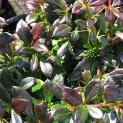 BERBERIS media 'Red Jewel' - Epine vinette