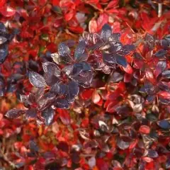 BERBERIS media 'Red Jewel' - Epine vinette