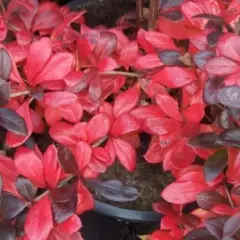 BERBERIS media 'Red Jewel' - Epine vinette