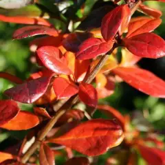 BERBERIS media 'Red Jewel' - Epine vinette