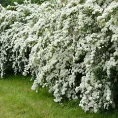 SPIRAEA arguta - Spirée blanche