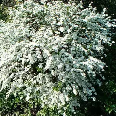 SPIRAEA arguta - Spirée blanche