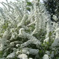 SPIRAEA arguta - Spirée blanche