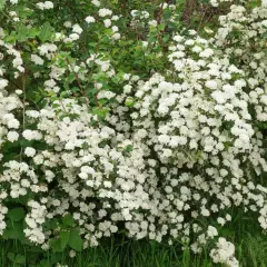 SPIRAEA arguta - Spirée blanche