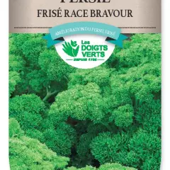 PERSIL Frisé Race Bravour - FRAIS DE PORT OFFERT Graines potagères