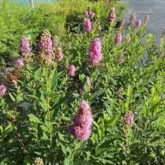 SPIRAEA billardii - Spirée d'été