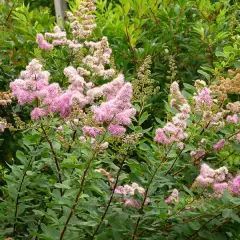 SPIRAEA billardii - Spirée d'été