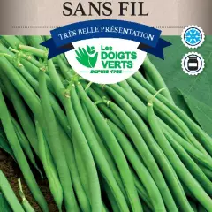 HARICOT NAIN Argus sans fil / 200 g - Graines de Haricots / 200 grammes