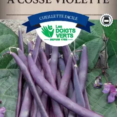 HARICOT RAMES à cosses violettes / 250 g - Graines de Haricots / 250 grammes