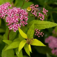 SPIRAEA japonica 'Goldflame' - Spirée japonaise dorée