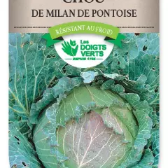 CHOU MILAN de Pontoise 3 - FRAIS DE PORT OFFERT Graines potagères