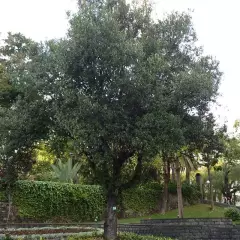 QUERCUS Ilex - Chène vert