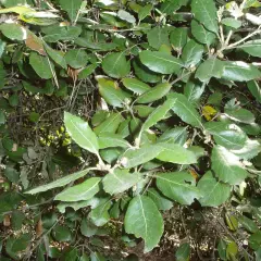 QUERCUS Ilex - Chène vert