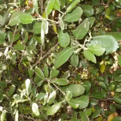 QUERCUS Ilex - Chène vert