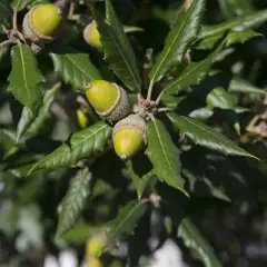 QUERCUS Ilex - Chène vert