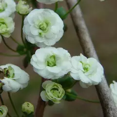 SPIRAEA prunifolia - Spirée arbustive 'Prunifolia'