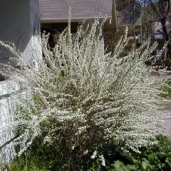 SPIRAEA prunifolia - Spirée arbustive 'Prunifolia'