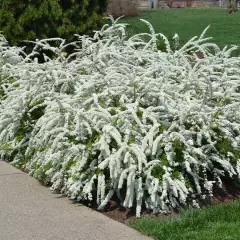 SPIRAEA cinerea 'Grefsheim' - Spirée arbustive 'Thumbergii'