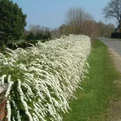 SPIRAEA cinerea 'Grefsheim' - Spirée arbustive 'Thumbergii'