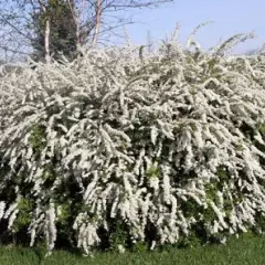 SPIRAEA cinerea 'Grefsheim' - Spirée arbustive 'Thumbergii'