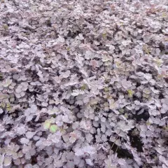 ACAENA inermis 'Purpurea' - Lampourde