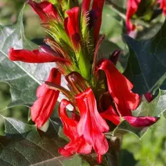 ACANTHUS Sennii