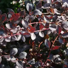 BERBERIS ottawensis 'Auricoma' - Epine vinette