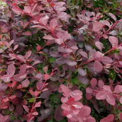 BERBERIS ottawensis 'Auricoma' - Epine vinette