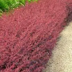 BERBERIS ottawensis 'Auricoma' - Epine vinette