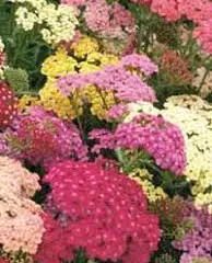 ACHILLEA millefolium 'Summer Pastels' - Achillée millefeuille