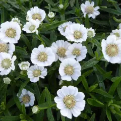 ACHILLEA Ptarmica 'Weihenstephan' - Bouton d'argent 'Weiehenstephan'