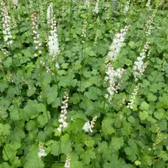 ACTAEA Japonica 'Cheju-Do' - Cierge d'argent