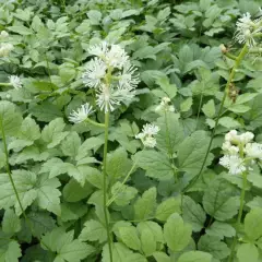 ACTAEA Pachypoda 'Misty Blue' - Cierge d'argent