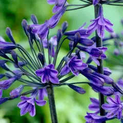 AGAPANTHUS 'Black Buddhist' - Agapanthe 'Black Buddhist'