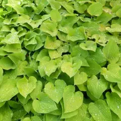 HOSTA 'Birchwood Parky's Gold'