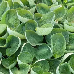 HOSTA 'Black Hills'
