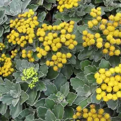 AJANIA Pacifica 'Gold and Silver' - Chrysanthème du Pacifique