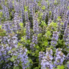 AJUGA Genevensis 'Tottenham'