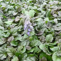 AJUGA Reptans 'Braunherz' - Bugle rampant