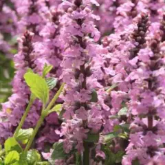 AJUGA reptans 'Rosea' - Bugle Rampante