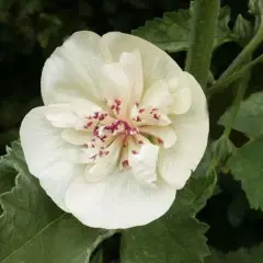 ALCEA 'Parkallee' - Rose trémière