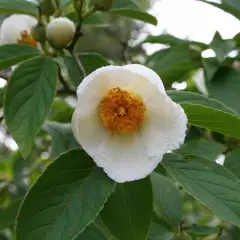 STEWARTIA pseudocamellia - Stewartia faux camélia