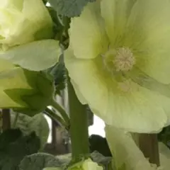 ALCEA rosea 'Sunshine' - Rose trémière