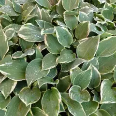 HOSTA 'Chantilly Lace'