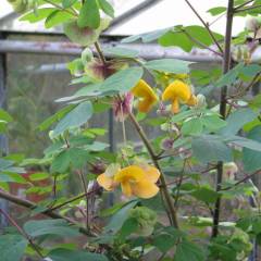 AMICIA zygomeris - Amicie à fleurs jaunes