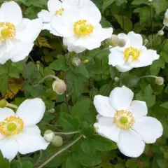 ANEMONE 'Coupe d'argent'